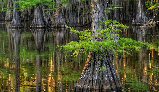 Forestry Mulching – Harrison County, TX