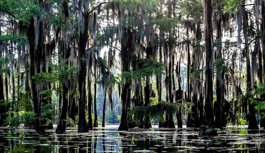 Forestry Mulching – Webster Parish, LA